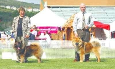 July 31, 2004 Alberta Kennel Club 100th Anniversary Show Calgary BOB CH Cimba s Gold of Eurasia ( Cimba ) August 1, 2004 BOB CH Cimba s Gold of Eurasia ( Cimba ) These two shows also marked the first