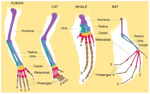 Vertebrate tetrapods, meaning animals with 4 legs like amphibians, reptiles, birds, and mammals, have forelimbs used for flying (birds), swimming (whales), running (horses), climbing (chameleons),