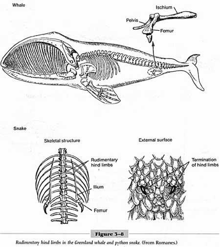 Comparative embryology Comparative embryology shows similar embryological features among certain organisms.