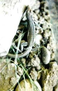 Walker et al. An Array of Parthenogenetic Lizards in Colorado, USA. FIGURE 1.