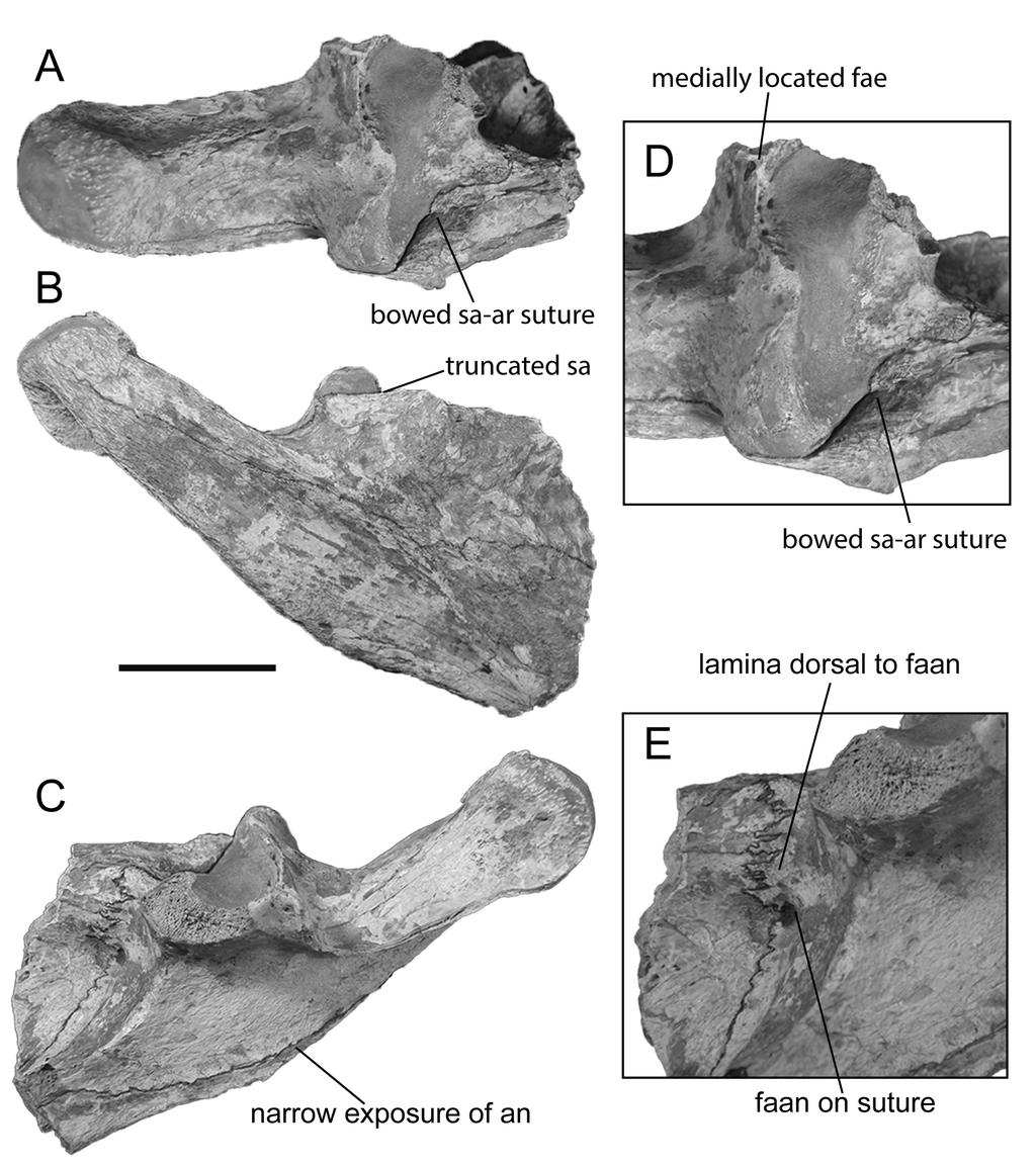 Moreno-Bernal et al. Neogene crocodilians from the Guajira Peninsula (e1110586-12) FIGURE 7. Crocodylus sp. from the Ware Formation.