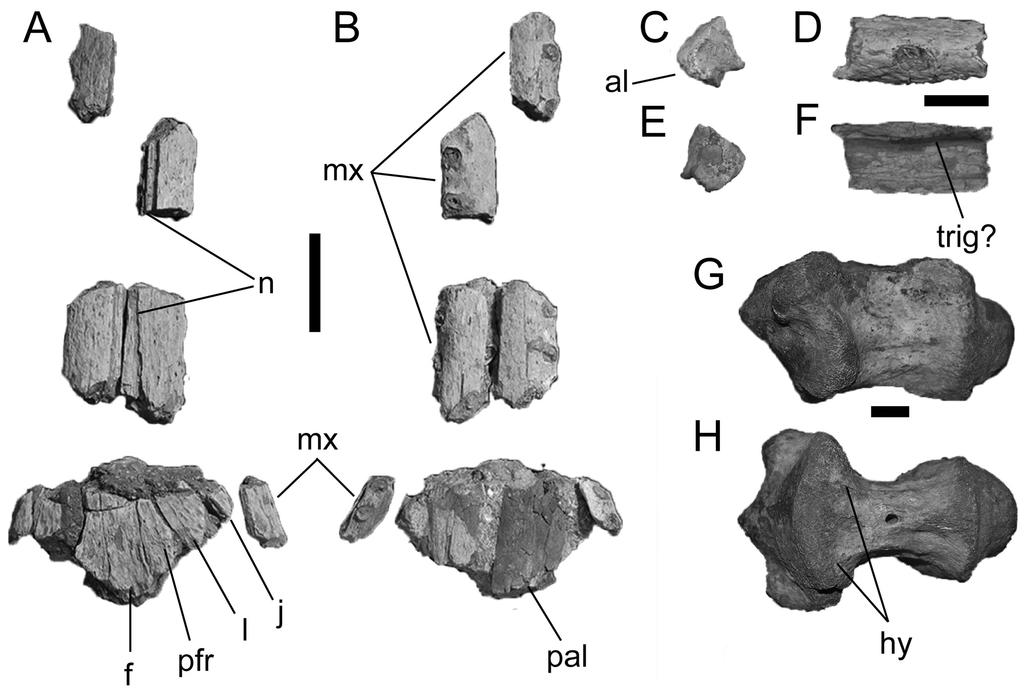 Moreno-Bernal et al. Neogene crocodilians from the Guajira Peninsula (e1110586-4) FIGURE 2. Gavialoids from the Jimol and Castilletes formations.