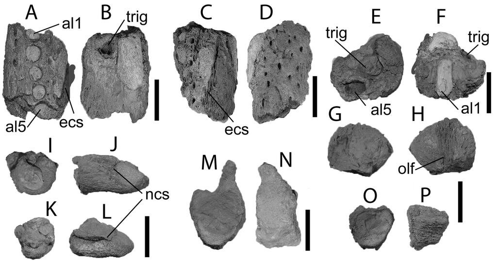Moreno-Bernal et al. Neogene crocodilians from the Guajira Peninsula (e1110586-5) attached to the centrum (Fig. 2G, H). The external surface is worn. The odontoid is fused to the axial centrum.