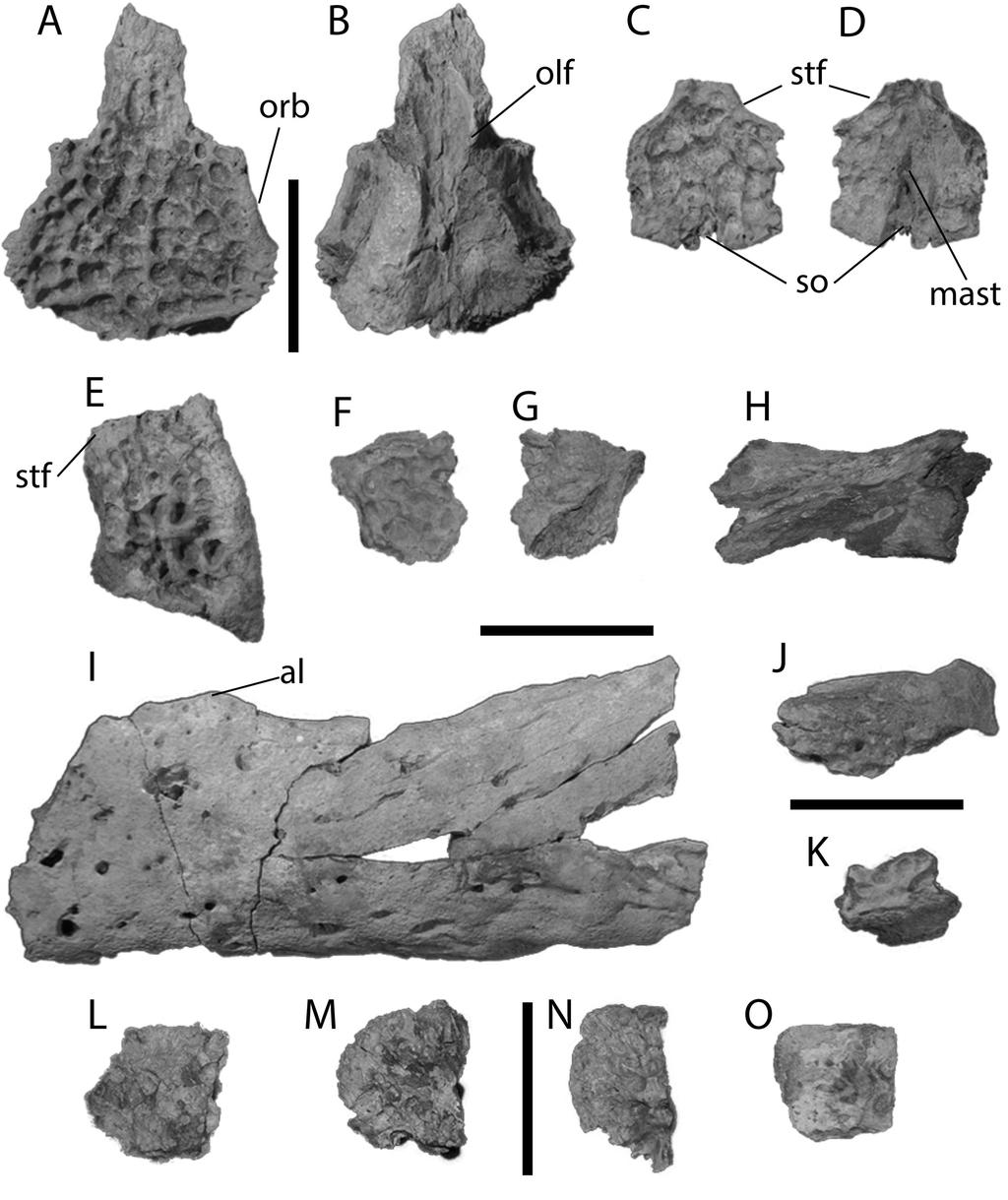 Moreno-Bernal et al. Neogene crocodilians from the Guajira Peninsula (e1110586-9) FIGURE 6. Crocodyloidea, gen. et sp.