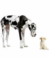 A Guide to Understanding Dog Behavior By Marissa Brassfield Published February 01, 2008 Dog behavior can be puzzling to both new and experienced dog owners.