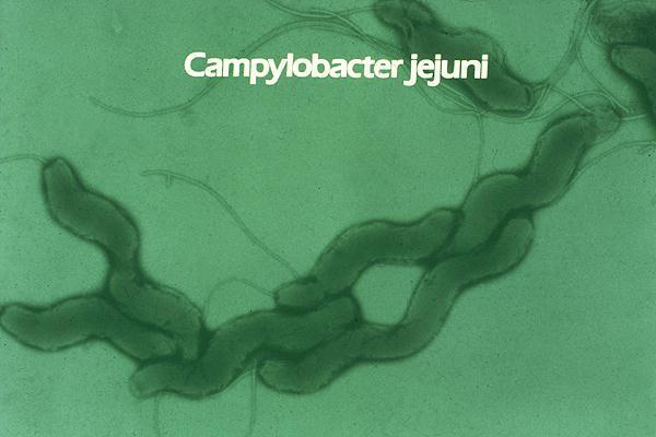 Human zoonoses cases and notification rates, EU, 2011 Campylobacteriosis (N = 220,209) Salmonellosis (N = 95,548) VTEC (N = 9,485) Yersiniosis (N = 7,017) Zoonoses Listeriosis Echinococcosis