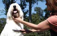 NEW! The Revolutionary Interchangeable Grooming System PGRDDSKLG Large Dog Deluxe