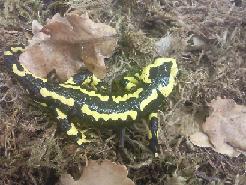 S. s. terrestris S. s. morenica Heart rate Requires further research Respiratory rate Requires further research Longevity Fire Salamanders live for an average of approximately 20 years but one was