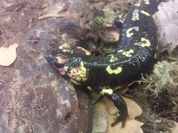 Ecology Fire Salamanders have a vast distribution with their range extending from central and southern Europe to eastern Europe. They live in a range of habitats which vary depending on subspecies.