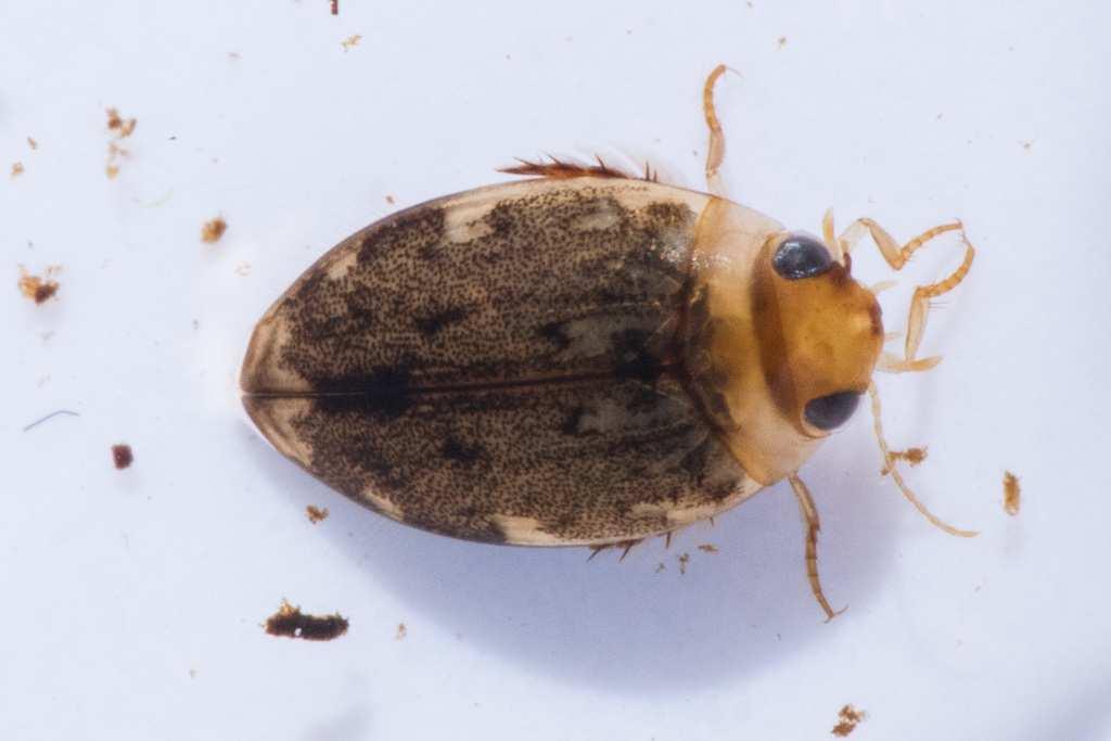 PREDACEOUS DIVING BEETLES Arthropoda, Sub-Phylum Hexapoda, Class Insecta, Order Coleoptera Family
