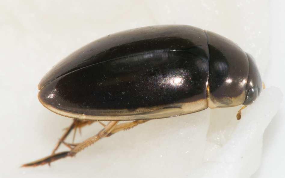 ); size 10 mm Right: Water Scavenger Beetles Water