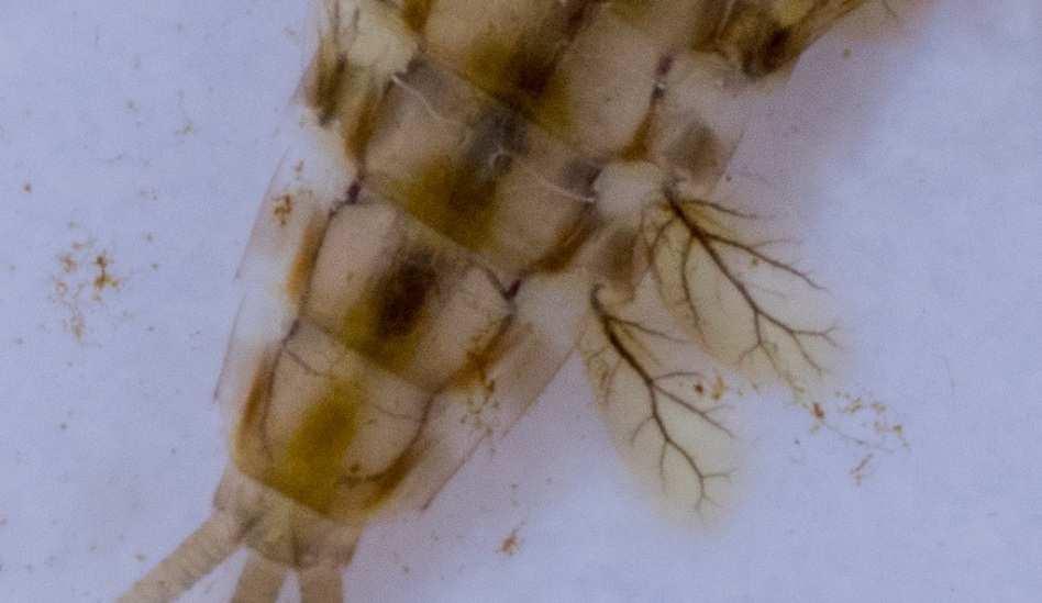 Size 10-25 mm Mayfly nymphs have gills that