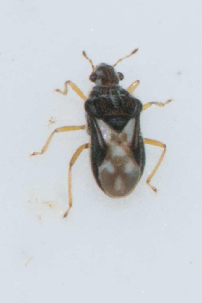 hebroides), Size 1.5 mm. Right: Velvet Water Bug (Merragata spp.