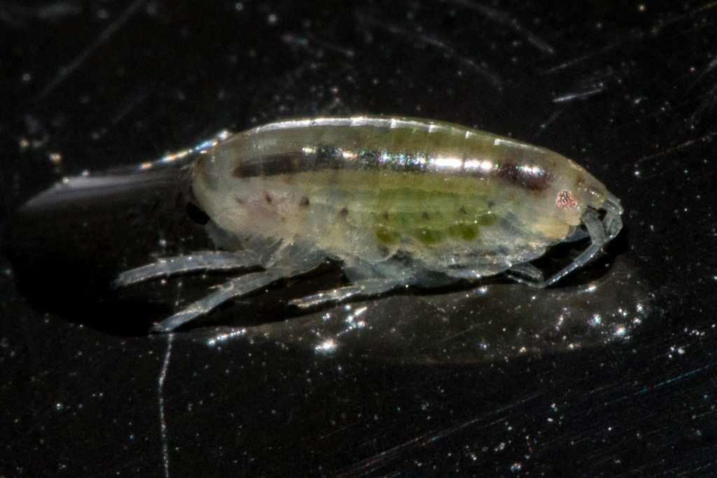 SCUD (SIDE-SWIMMERS) Arthropoda, Sub-Phylum Crustacea, Class Malacostraca,