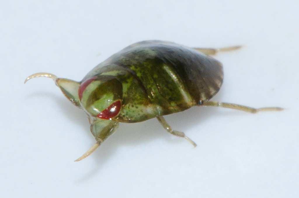 Creeping water bugs obtain air from an air bubble held under the wings.