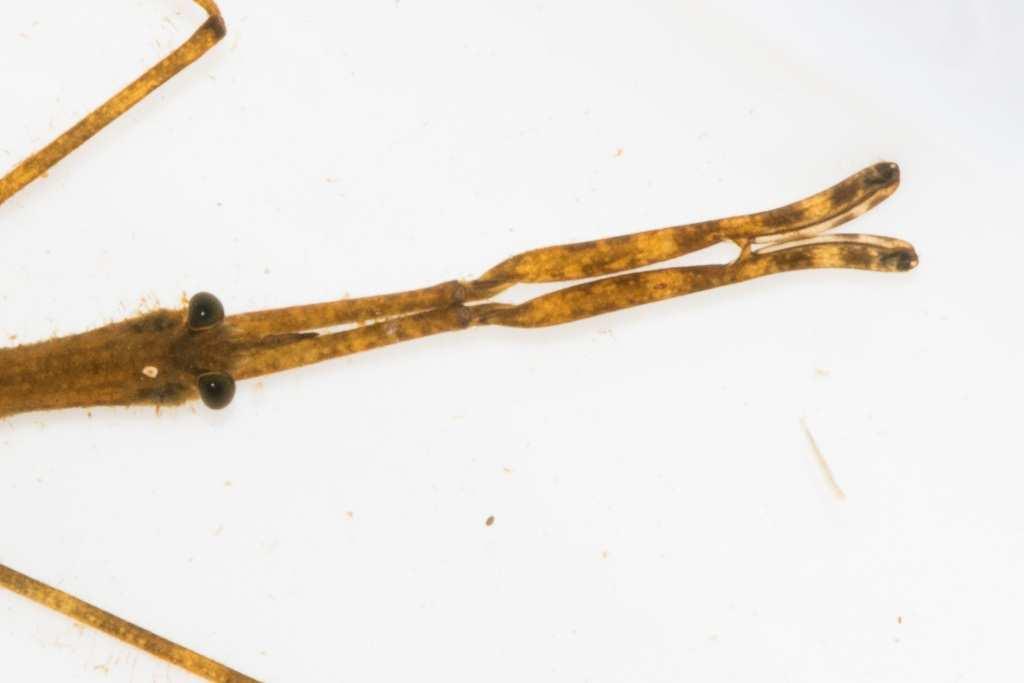 They are poor swimmers. Water scorpions breathe atmospheric air via a pair of long tubes on the end of their abdomen.