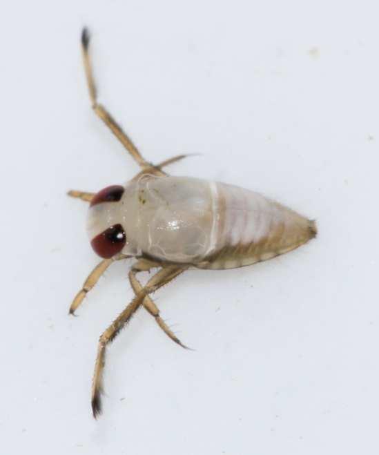 BACKSWIMMERS Arthropoda, Sub-Phylum Hexapoda, Class Insecta, Order