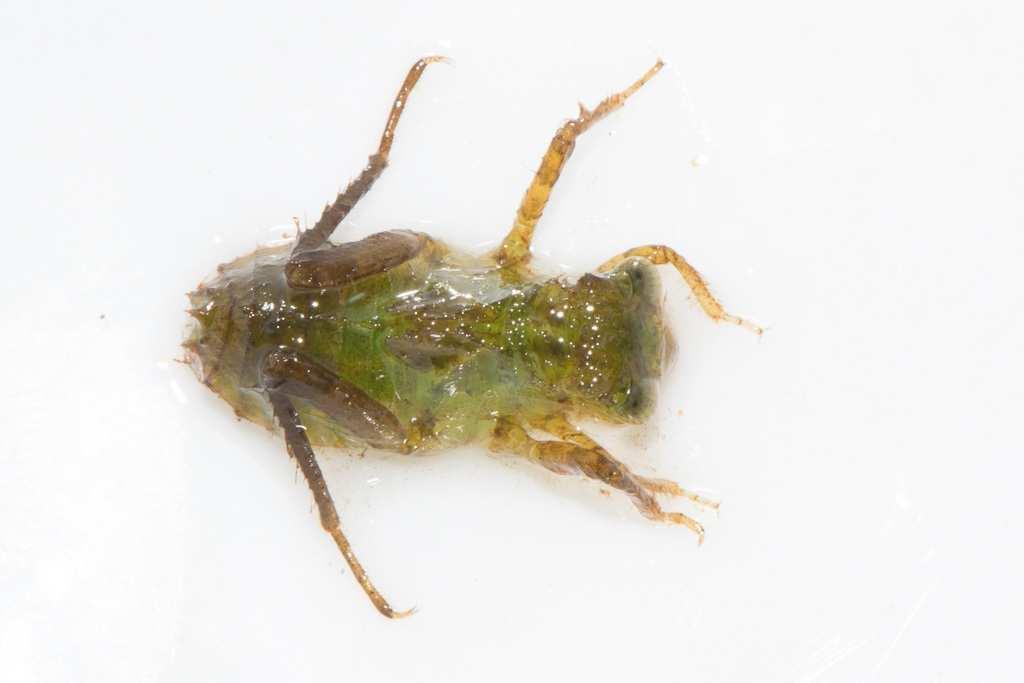 Hexapoda, Class Insecta,