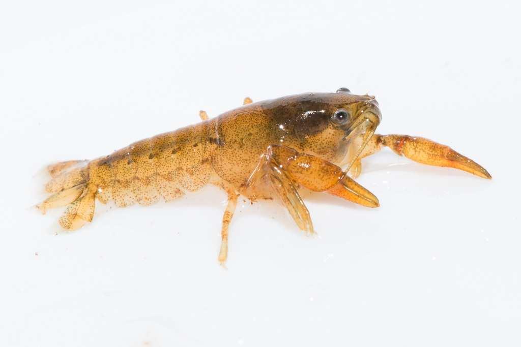 Crawfish - Cambarellus spp.