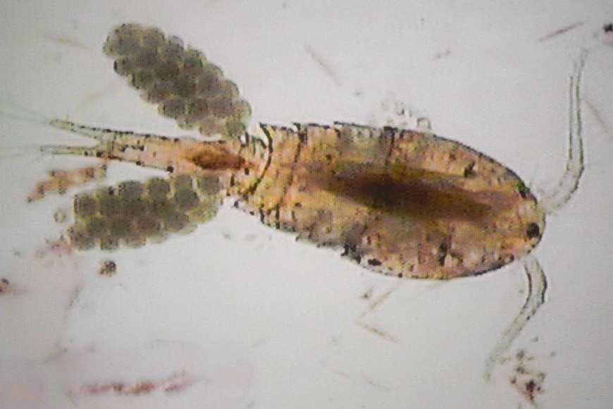COPEPODS Arthropoda, Sub-Phylum Crustacea, Class