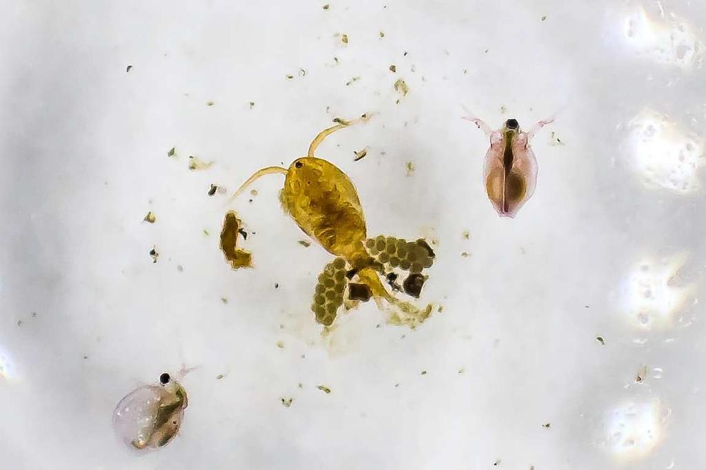 Cyclops copepod with egg sacs; with 2 water fleas