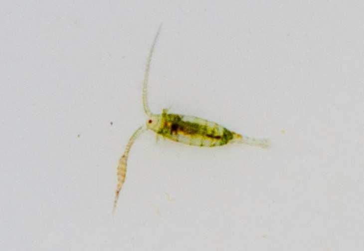copepods absorb oxygen directly into their bodies.
