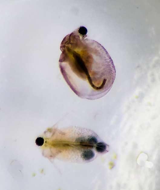 WATER FLEAS Arthropoda, Sub-Phylum Crustacea, Class