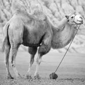 True False Don t Know 1. Camels live in hot places. 2.
