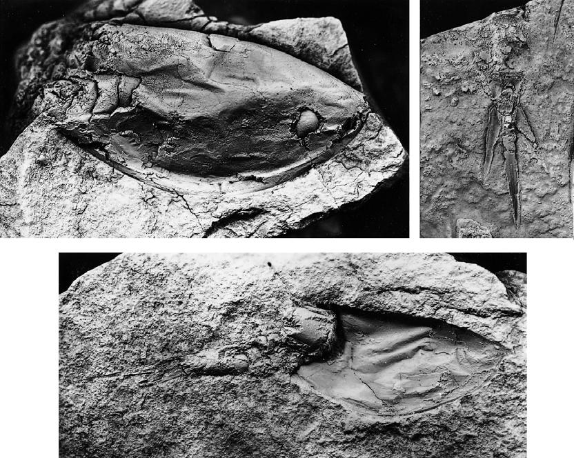 Dunlop J. A. A B C FIG. 11. Elymocaris urvantsevi n. sp.; A, No. 35/377, 40 19 mm; B, No. 35/373, 14 8 mm; C, No. 35/372 (holotype), total length 51 mm. noted by Dunlop (1997) and Dunlop et al.