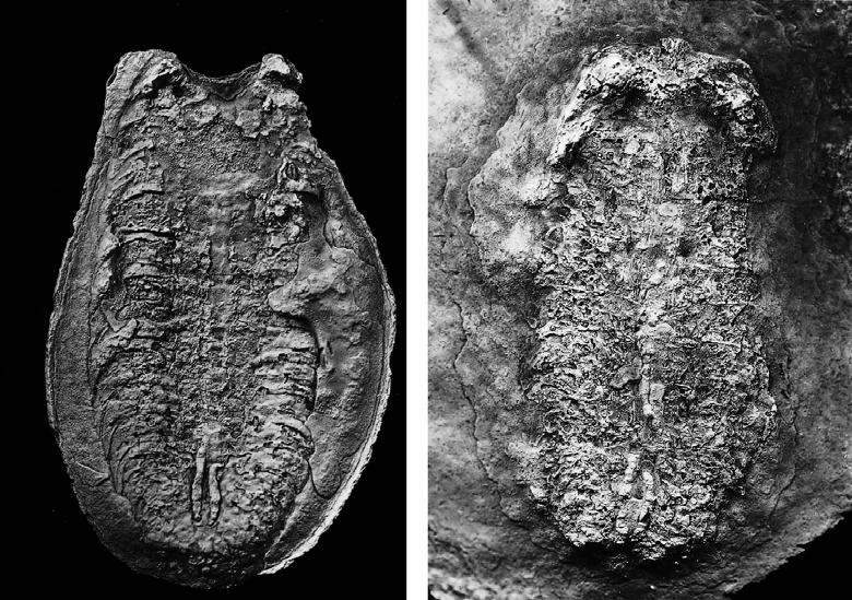 Dunlop J. A. A B FIG. 1. Paraduslia talimaae n. gen., n. sp.; A, No. 35/700 (holotype), 29 16 mm; B, No. 35/702, 33 15 mm. (or carapace).