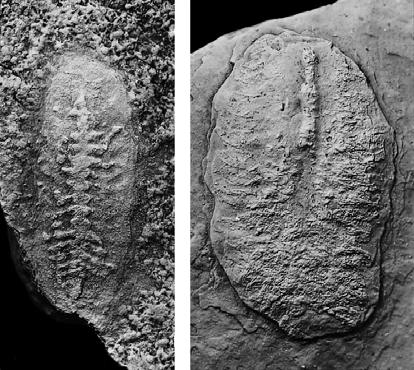 Dunlop J. A. groups and slightly paler than the surrounding fossil. Some filaments orientated along the long axis of the body (as in 702).