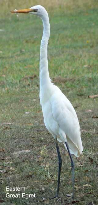 QUEENSLAND WHITE EGRETS Text and images by Ian and Jill Brown The copyright of all images remains with the authors.