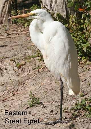 5 times the length of its body. When standing, its neck can be outstretched, showing its length. There are five species of white Egret in Queensland.