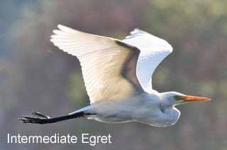 The lighting of this image of an Intermediate Egret in flight allows the bone structure of its