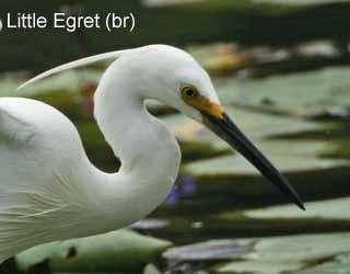 All three Egrets spend time standing in ambush in or near water, or stalking though shallows.