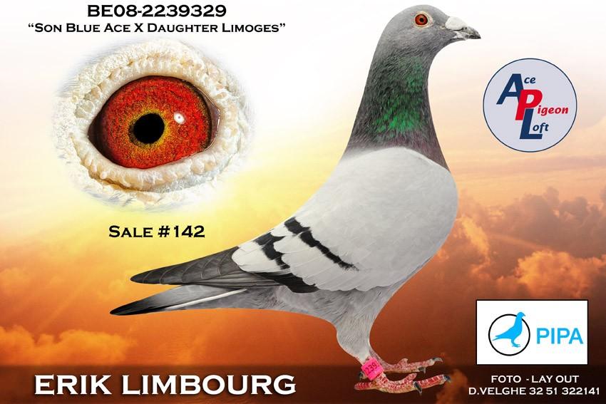 Other great Limbourg pigeons were also purchased at that once in a lifetime event
