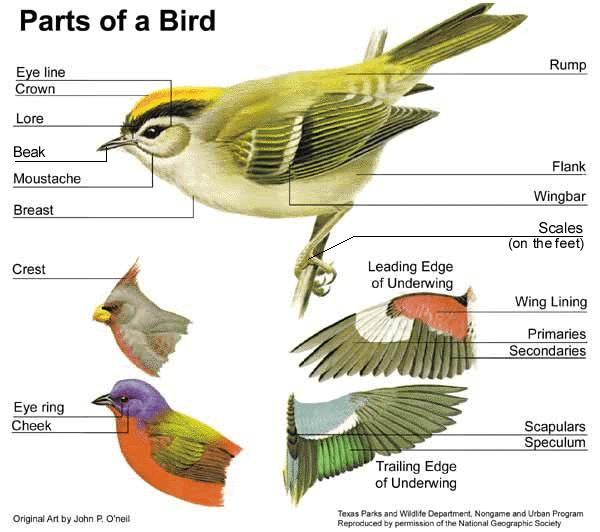 Figure 8. External Parts of a Bird http://www.4to40.com/images/earth/geography/birds/birds_body_parts.jpg What other features do these vertebrates possess?