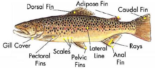 If you have some problems with the instructions, refer to Figure 4 showing the parts of the fish. Operculum Answer the following: Figure 4. External Anatomy of a Bony Fish sites.state.pa.us/fish/education/catalog/fishpartsanswer 1.