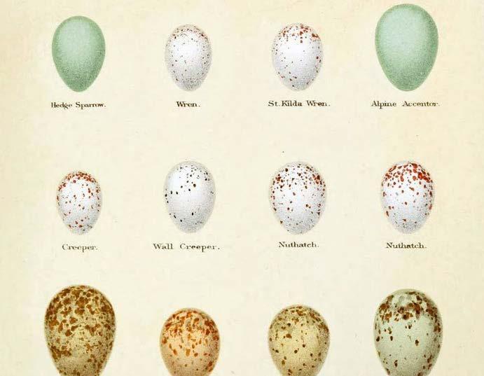 Eggs Fun Fact: In weight, one ostrich egg is equal to 4,700 eggs of the bee hummingbird. Birds begin life inside hard-shelled eggs, laid by the female.