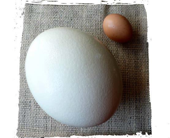 The egs must be kept warm while the young bird develops inside, so the parent birds often sit on them to protect them from the cold Birds of different species produce eggs of all colors and sizes.