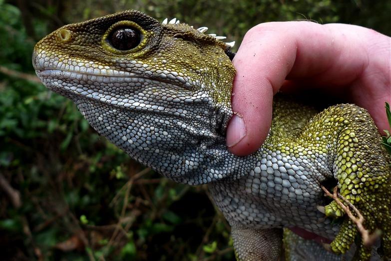 Tuatara are the only species remaining on the planet from this lineage, one that dates to the time of the dinosaurs!