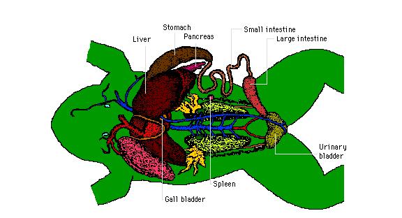 Bones of the pectoral girdle, which form the shoulders, connect to the front legs They also provide the primary protection to the internal organs, since the frog has no ribs The pelvic girdle