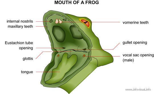 The frog simply flicks out its long sticky tongue, curls it around its prey, and pulls the insect back into its mouth. Then the frog snaps its mouth shut and swallows.