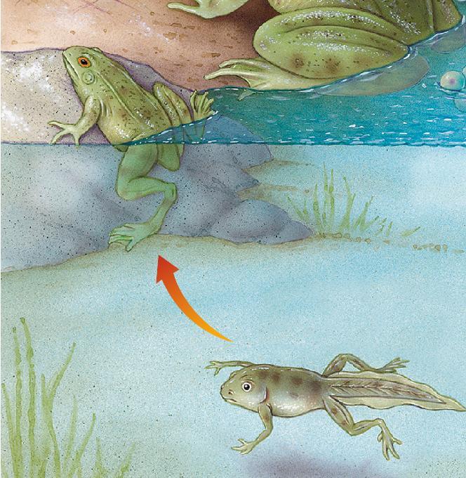 Tadpoles gradually grow limbs, lose their tails and gills, and become