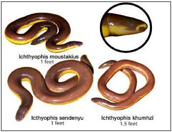 Groups of Amphibians Caecilians Caecilians are legless animals that live in water or burrow in moist soil or sediment.