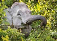Asian elephant Habitat: Grasslands and forests in Asia.