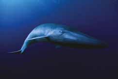 Blue whale Habitat: All oceans except the Arctic.