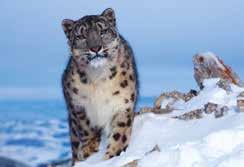 Snow leopard Habitat: High mountains of central Asia.