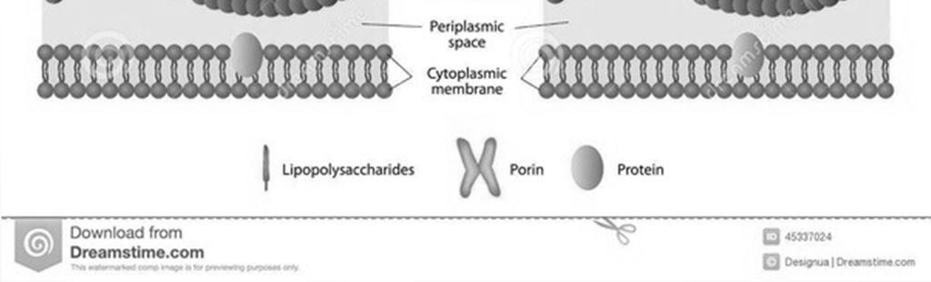 outer membrane Able to regulate what