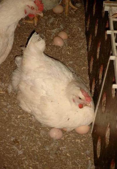 Best Practice in the Breeder House Preventing Floor Eggs Why are floor eggs a problem?
